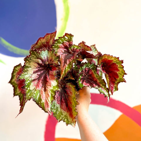 Begonia rex 'Green Sparkles' - Welsh Grown - Sprouts of Bristol