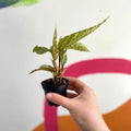 Begonia rex 'Hatacoa Silver' - Welsh Grown - Sprouts of Bristol