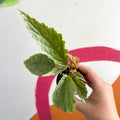 Begonia rex 'Hatacoa Silver' - Welsh Grown - Sprouts of Bristol