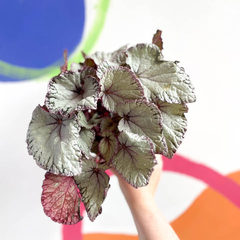 Begonia rex 'Hawaiian Silver' - Sprouts of Bristol