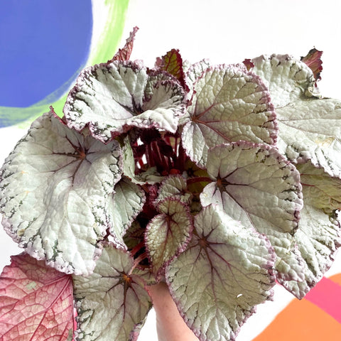 Begonia rex 'Hawaiian Silver' - Sprouts of Bristol