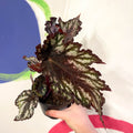 Begonia rex 'Helen Teupel' - Welsh Grown - Sprouts of Bristol
