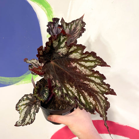 Begonia rex 'Helen Teupel' - Welsh Grown - Sprouts of Bristol