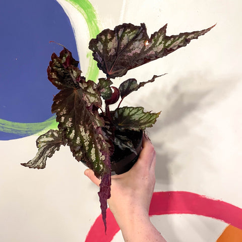 Begonia rex 'Helen Teupel' - Welsh Grown - Sprouts of Bristol