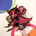 Begonia rex 'Holiday' - Welsh Grown - Sprouts of Bristol