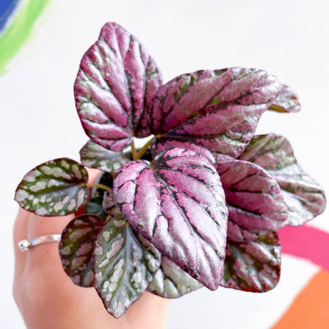 Begonia rex 'Hugh McLauchlan' - Sprouts of Bristol