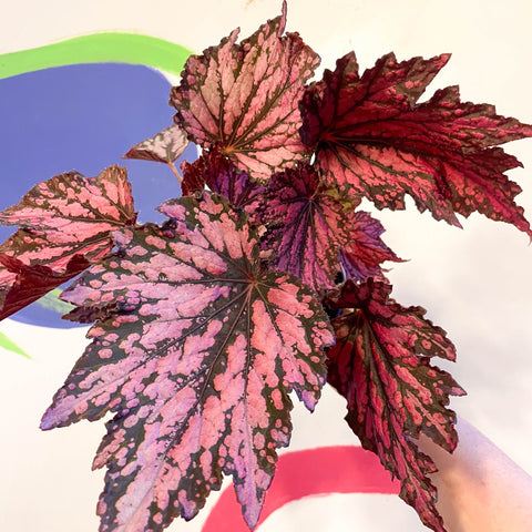 Begonia rex 'Jolly Noel' - Welsh Grown - Sprouts of Bristol