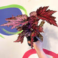 Begonia rex 'Jolly Noel' - Welsh Grown - Sprouts of Bristol