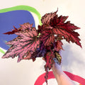 Begonia rex 'Jolly Noel' - Welsh Grown - Sprouts of Bristol