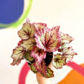 Begonia rex 'Lilac Charm' - Welsh Grown - Sprouts of Bristol