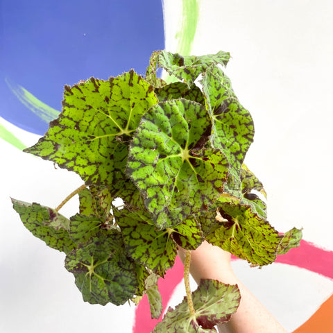Begonia rex 'Lime Fever' - Sprouts of Bristol
