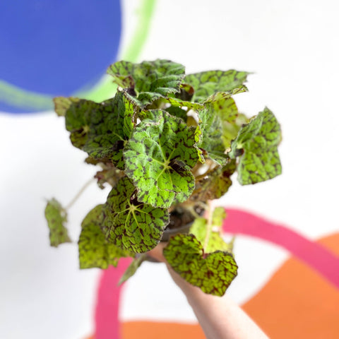 Begonia rex 'Lime Fever' - Sprouts of Bristol
