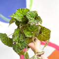 Begonia rex 'Lime Fever' - Sprouts of Bristol