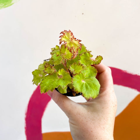 Begonia rex 'Limeade' - Welsh Grown - Sprouts of Bristol