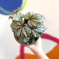 Begonia rex 'Maia' - British Grown - Sprouts of Bristol