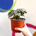 Begonia rex 'Maia' - British Grown - Sprouts of Bristol