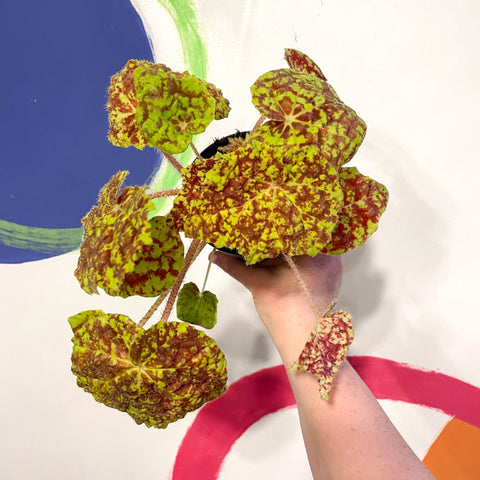 Begonia rex 'Marmaduke' - Welsh Grown - Sprouts of Bristol