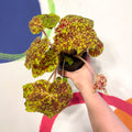 Begonia rex 'Marmaduke' - Welsh Grown - Sprouts of Bristol