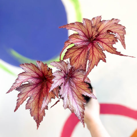 Begonia rex 'Martin Johnson' - Welsh Grown - Sprouts of Bristol