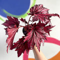 Begonia rex 'Merrymaker' - Welsh Grown - Sprouts of Bristol