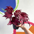 Begonia rex 'Merrymaker' - Welsh Grown - Sprouts of Bristol