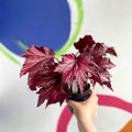 Begonia rex 'Merrymaker' - Welsh Grown - Sprouts of Bristol