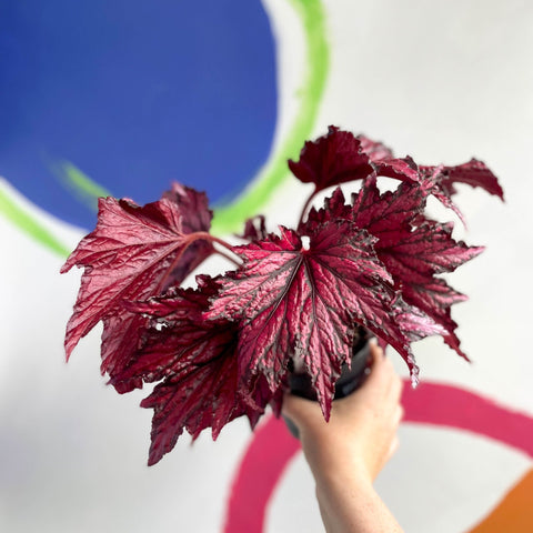 Begonia rex 'Merrymaker' - Welsh Grown - Sprouts of Bristol