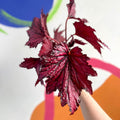 Begonia rex 'Merrymaker' - Welsh Grown - Sprouts of Bristol