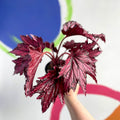 Begonia rex 'Merrymaker' - Welsh Grown - Sprouts of Bristol