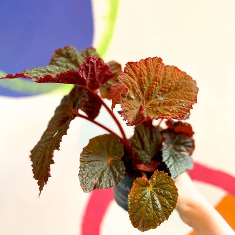 Begonia rex 'Midnight Magic' - Welsh Grown - Sprouts of Bristol
