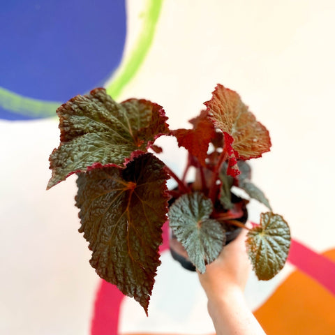 Begonia rex 'Midnight Magic' - Welsh Grown - Sprouts of Bristol