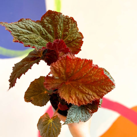 Begonia rex 'Midnight Magic' - Welsh Grown - Sprouts of Bristol