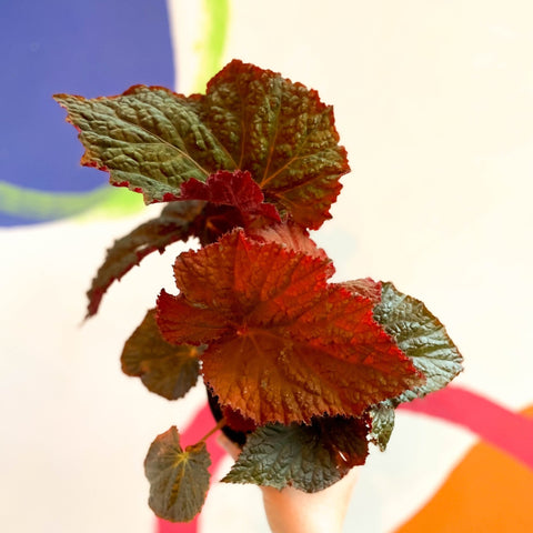 Begonia rex 'Midnight Magic' - Welsh Grown - Sprouts of Bristol