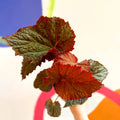 Begonia rex 'Midnight Magic' - Welsh Grown - Sprouts of Bristol