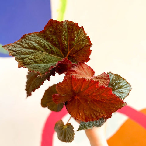 Begonia rex 'Midnight Magic' - Welsh Grown - Sprouts of Bristol