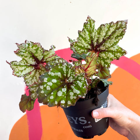 Begonia rex 'Mint Tea' - Welsh Grown - Sprouts of Bristol