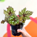 Begonia rex 'Mint Tea' - Welsh Grown - Sprouts of Bristol