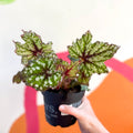 Begonia rex 'Mint Tea' - Welsh Grown - Sprouts of Bristol