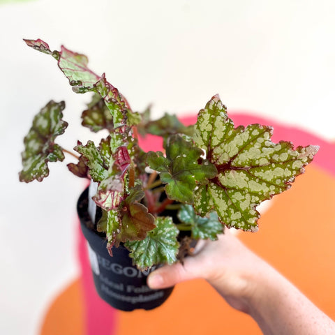 Begonia rex 'Mint Tea' - Welsh Grown - Sprouts of Bristol
