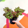 Begonia rex 'Mint Tea' - Welsh Grown - Sprouts of Bristol