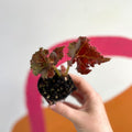 Begonia rex 'Munchkin' - Welsh Grown - Sprouts of Bristol
