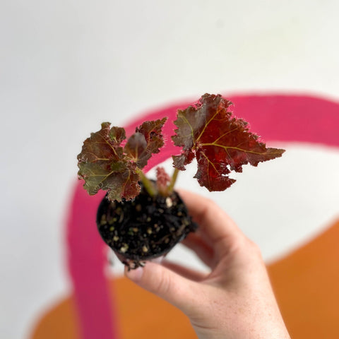 Begonia rex 'Munchkin' - Welsh Grown - Sprouts of Bristol