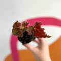 Begonia rex 'Munchkin' - Welsh Grown - Sprouts of Bristol