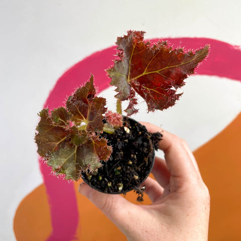 Begonia rex 'Munchkin' - Welsh Grown - Sprouts of Bristol
