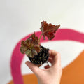 Begonia rex 'Munchkin' - Welsh Grown - Sprouts of Bristol