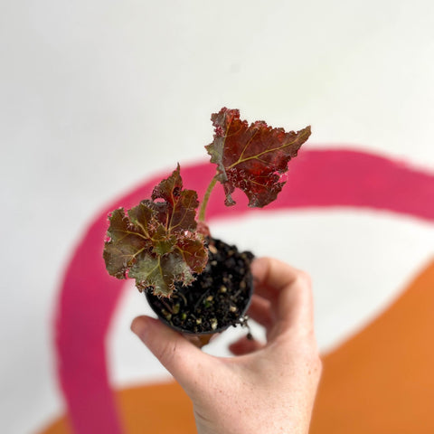 Begonia rex 'Munchkin' - Welsh Grown - Sprouts of Bristol