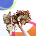 Begonia rex 'My Best Friend' - Welsh Grown - Sprouts of Bristol