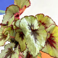 Begonia rex 'Namur' - Welsh Grown - Sprouts of Bristol
