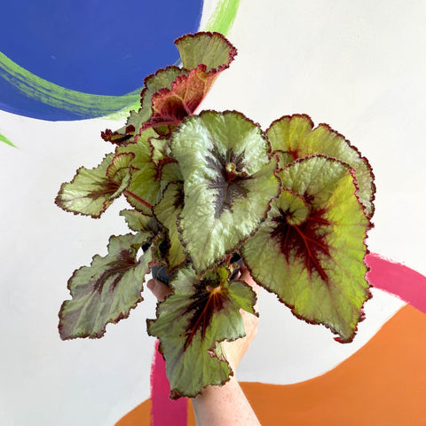 Begonia rex 'Namur' - Welsh Grown - Sprouts of Bristol