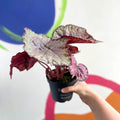 Begonia rex 'Pink Champagne' - Welsh Grown - Sprouts of Bristol